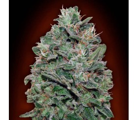 Sweet Somango de 00 Seeds