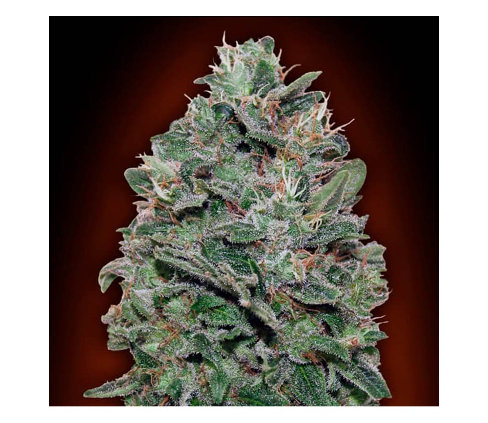 Sweet Somango de 00 Seeds