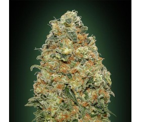 White Widow de 00 Seeds