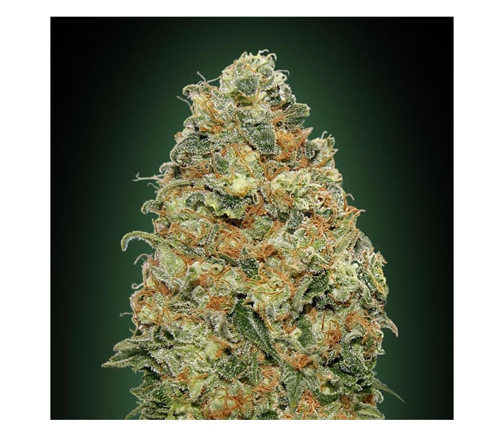 White Widow de 00 Seeds