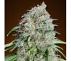 Schokoladen-Skunk CBD von 00 Seeds