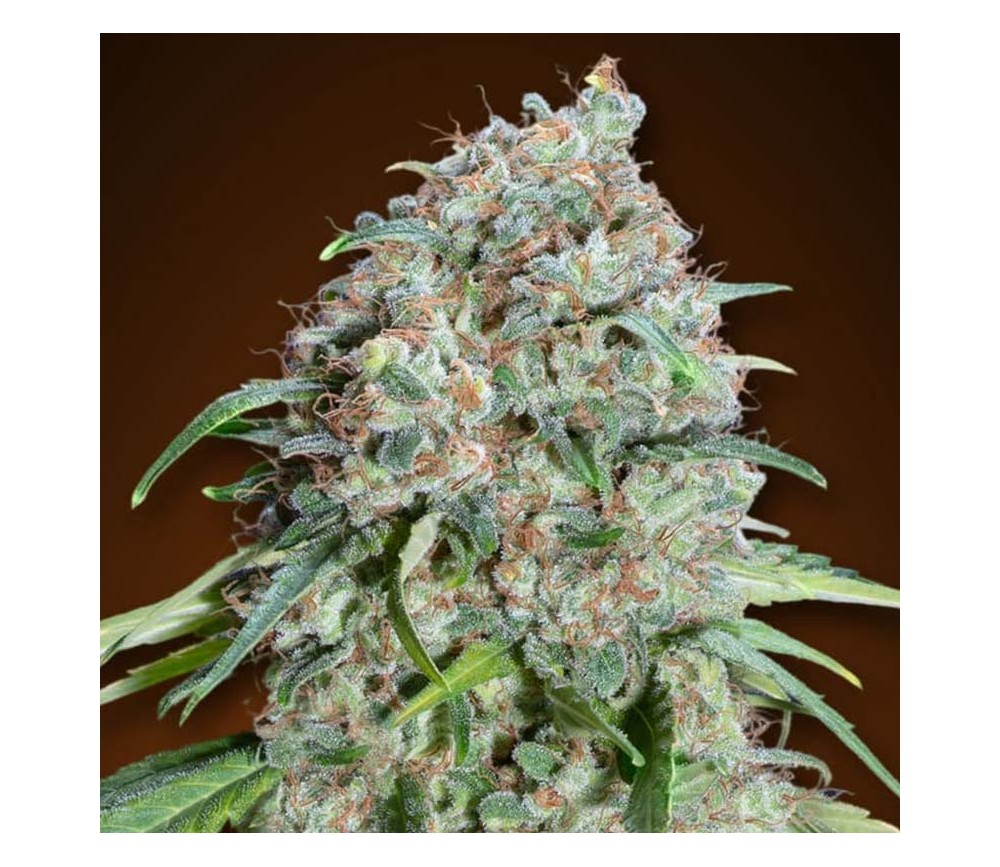 Chocolate Skunk CBD de 00 Seeds