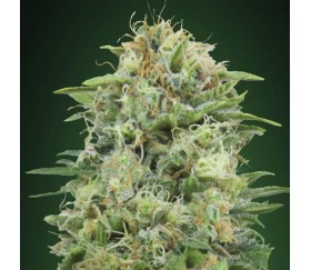 White Widow CBD de 00 Seeds