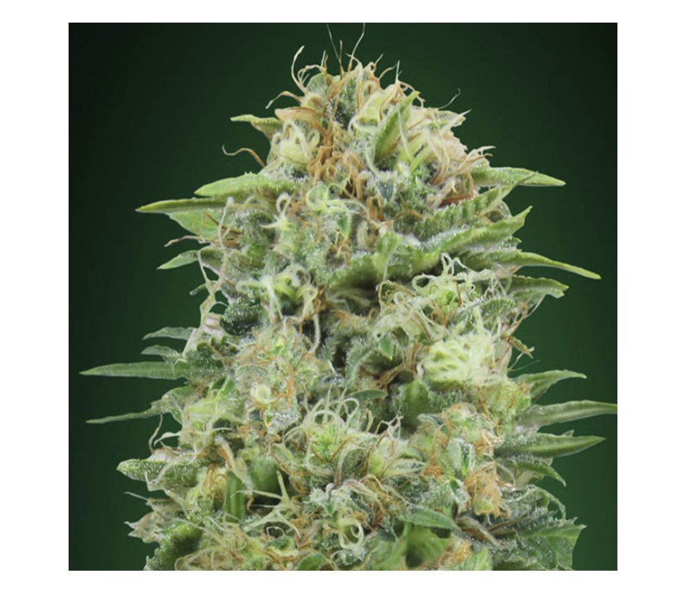 White Widow CBD de 00 Seeds