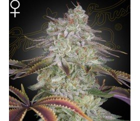 Alienz von Green House Seeds