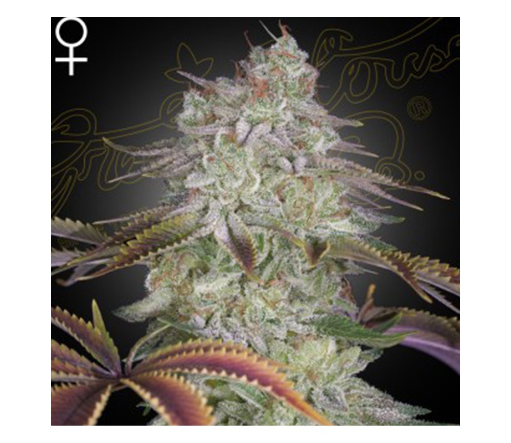 Alienz von Green House Seeds