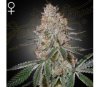 Highcloudz de Green House Seeds