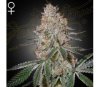 Highcloudz von Green House Seeds