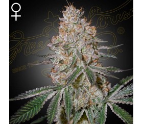 Highcloudz de Green House Seeds