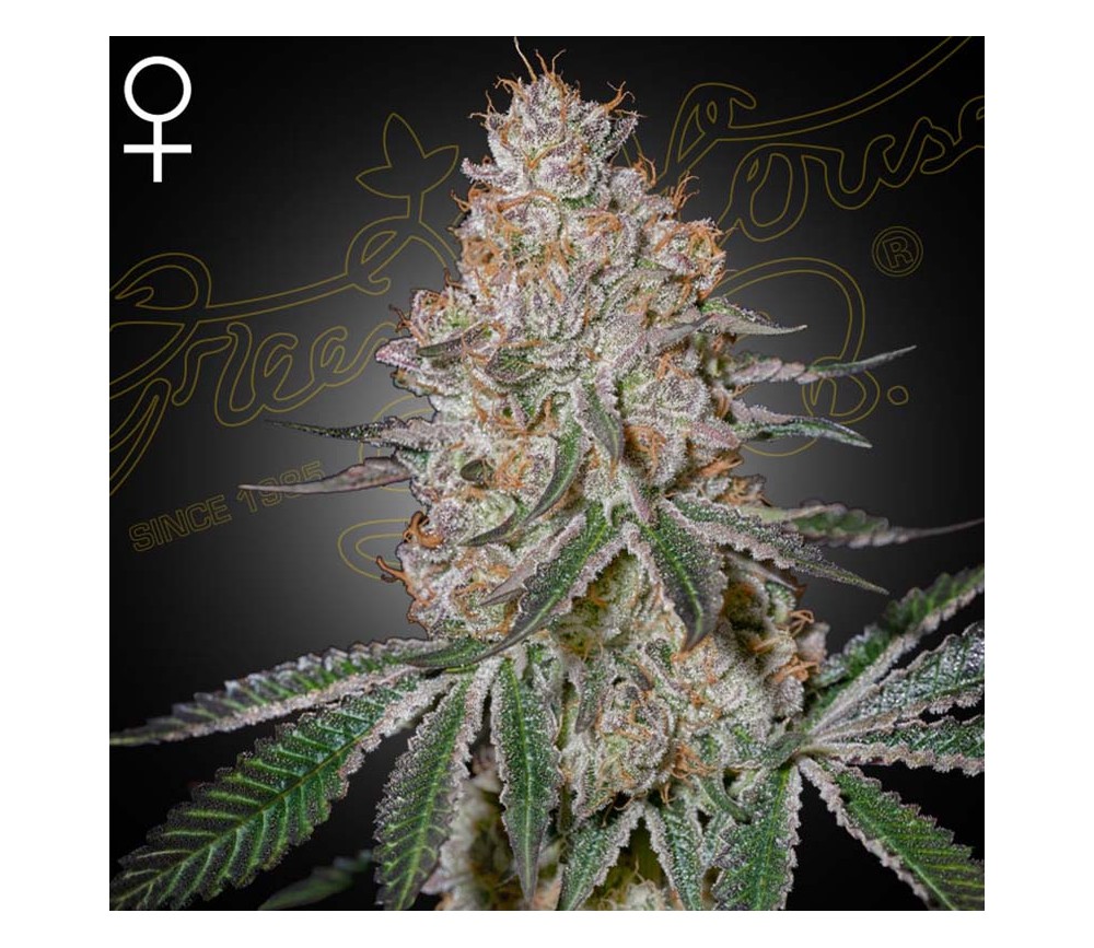 Highcloudz von Green House Seeds