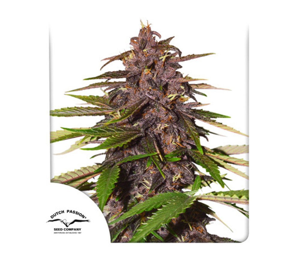 Auto Forbidden Cherry de Dutch Passion