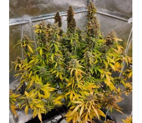 CBG Auto Force from Dutch Passion