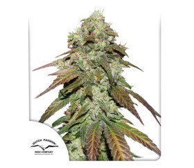 Dutch Passion CBD Mazar