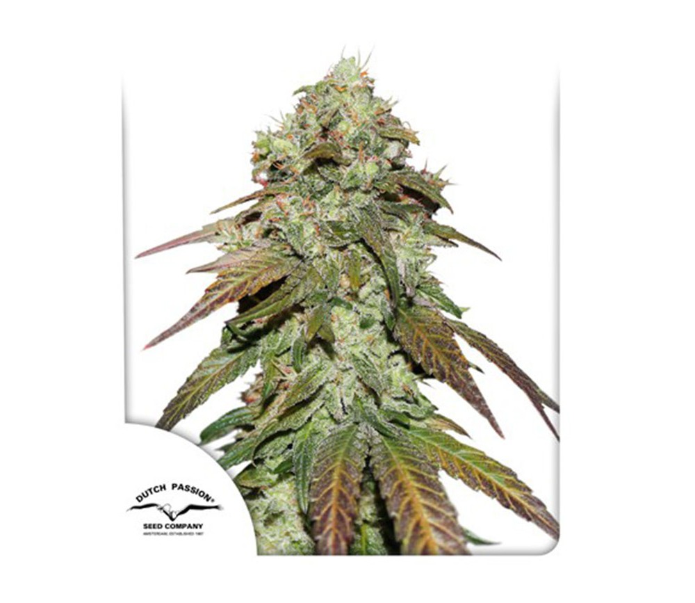 Dutch Passion CBD Mazar