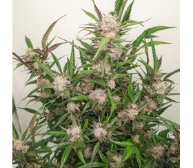 Punch Auto Mimosa de Dutch Passion