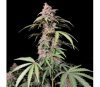 Amnesia Zkittlez Auto de Fast Buds