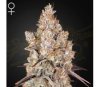 Holy Snow von Green House Seeds