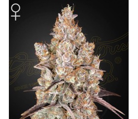 Holy Snow by Green House Seeds