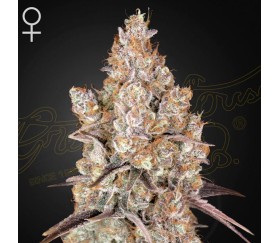 Holy Snow de Green House Seeds