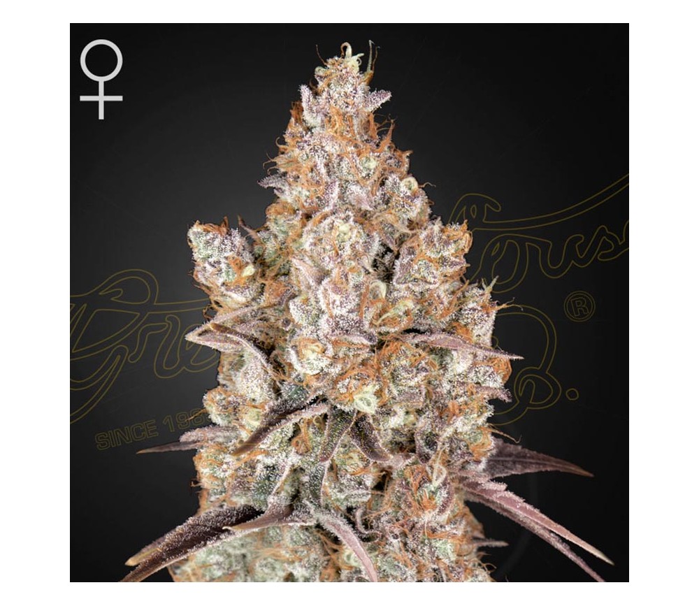 Holy Snow de Green House Seeds