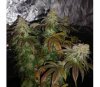 Holy Snow von Green House Seeds