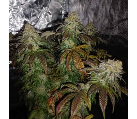 Holy Snow de Green House Seeds