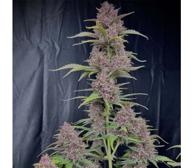 Banana Purple Punch Auto de Fast Buds