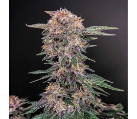 Cherry Cola Auto de Fast Buds 

Cherry Cola Auto de Fast Buds est une variété de cannabis automatique qui offre une expérience