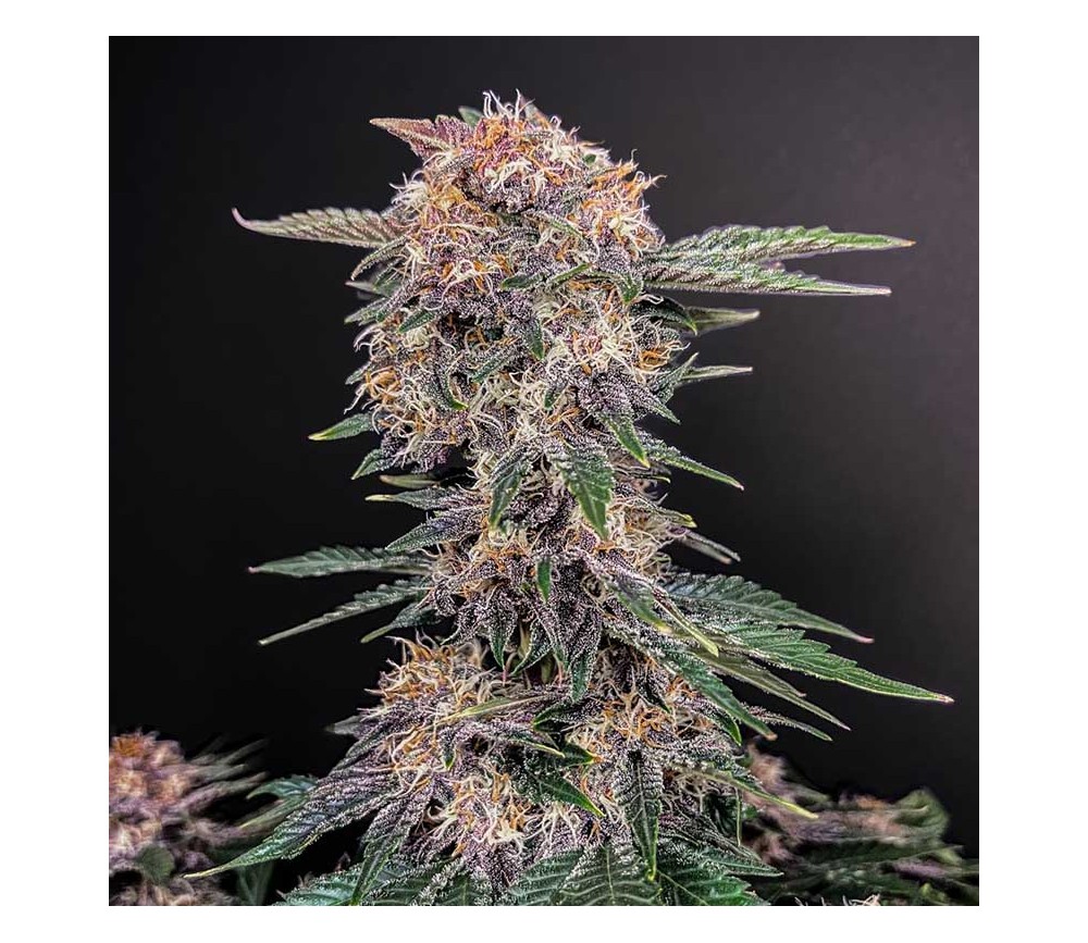 Cherry Cola Auto de Fast Buds 

Cherry Cola Auto de Fast Buds est une variété de cannabis automatique qui offre une expérience