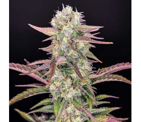 Gorilla Zkittlez Auto de Fast Buds