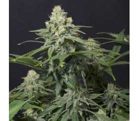 Wedding Cheesecake FF de Fast Buds