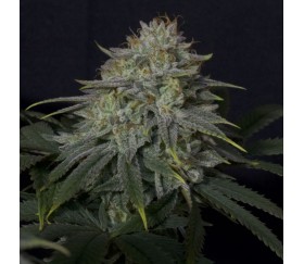 Gorilla Cookies FF de Fast Buds