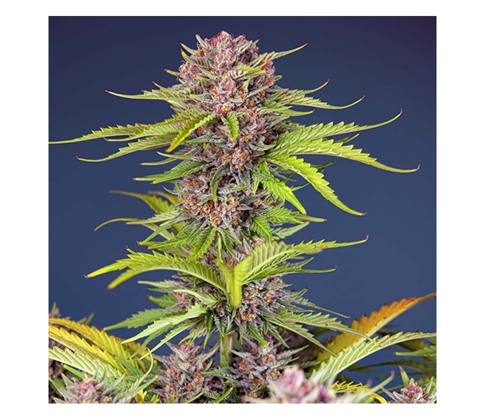 Mimosa Bruce Banner XL Auto by Sweet Seeds Mimosa Bruce Banner XL Auto by Sweet Seeds
