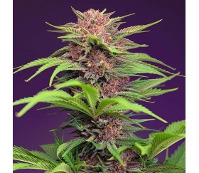 Red Mimosa XL Auto by Sweet Seeds