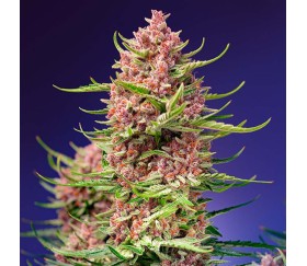 Strawberry Cola Sherbet F1 FV de Sweet Seeds