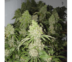 Bubble Gum de Serious Seeds