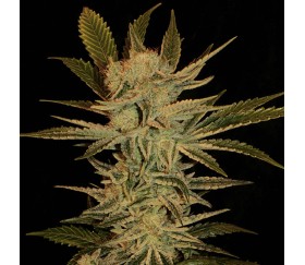 Bubble Gum de Serious Seeds