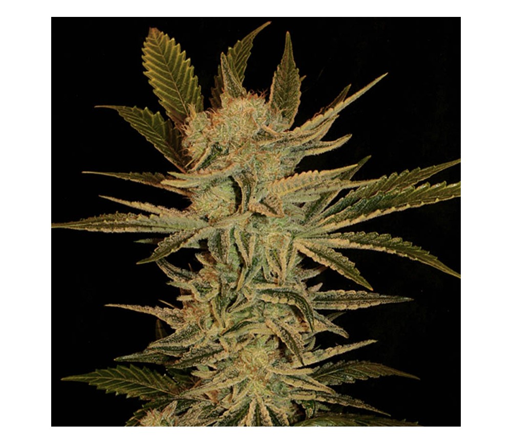 Bubble Gum de Serious Seeds