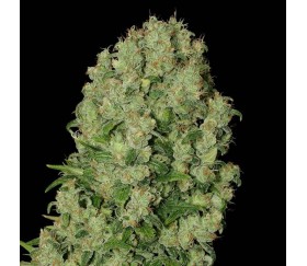 White Russian de Serious Seeds