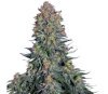 Blue Skunk de Sensi Seeds