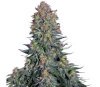 Blue Skunk par Sensi Seeds