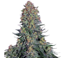 Blue Skunk par Sensi Seeds