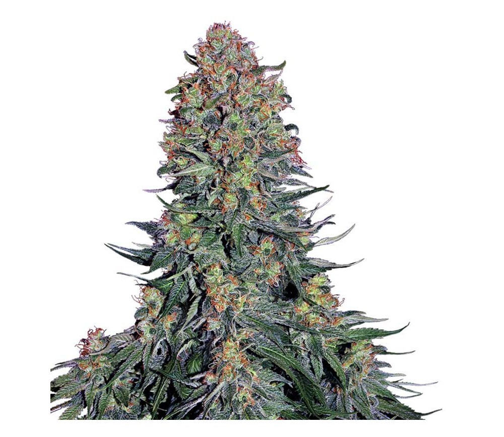 Blue Skunk par Sensi Seeds