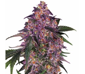 Sensi Purple Kush from Sensi Seeds