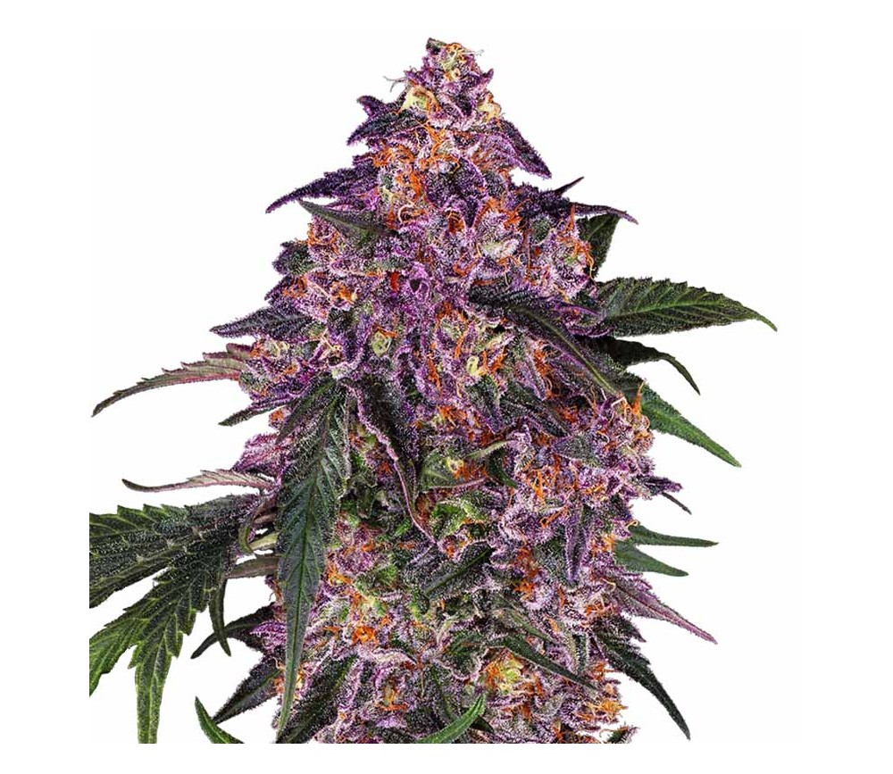 Sensi Purple Kush from Sensi Seeds