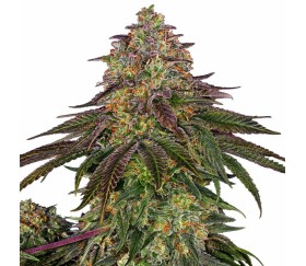 Sweet Cherry Kush de Sensi Seeds