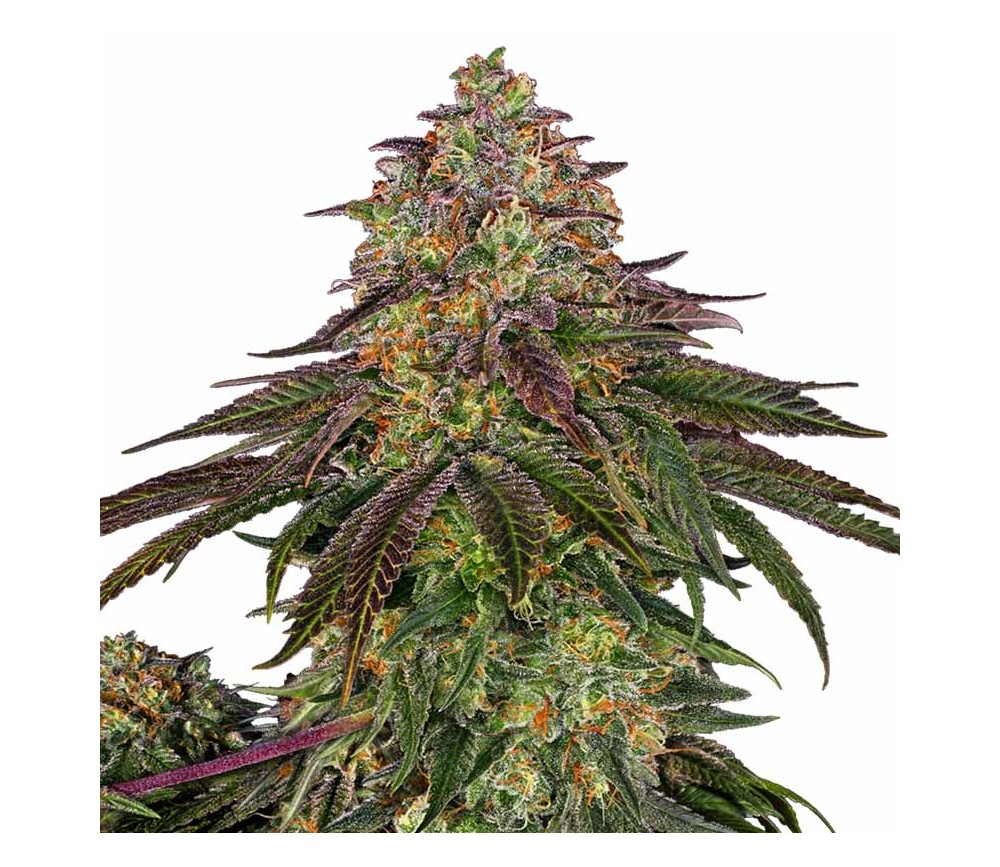 Sweet Cherry Kush de Sensi Seeds