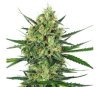Tangerine Sugar de Sensi Seeds
