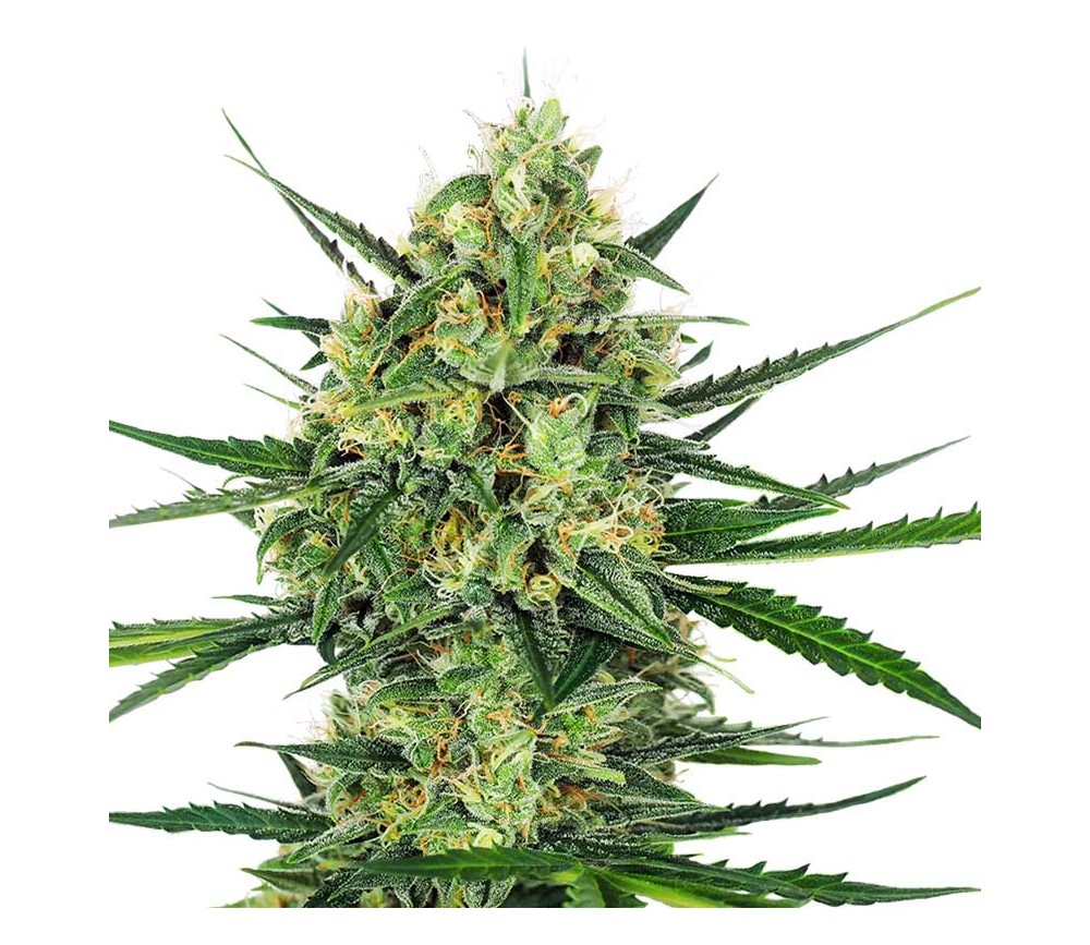 Tangerine Sugar de Sensi Seeds