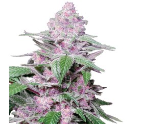 Purple Cookies Kush by Sensi Seeds